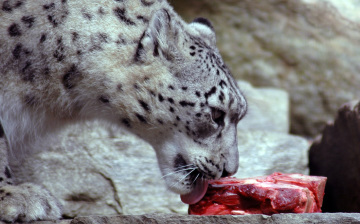 leopard snow diet prey leopards eating eat its eaden garden weebly
